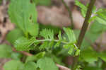 Golden groundsel